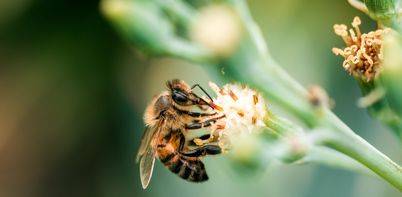 Bienen