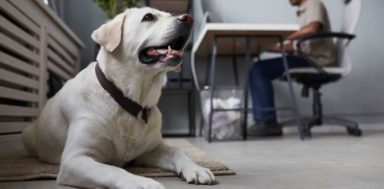 Bürohunde & Co. Bürohunde & Co.