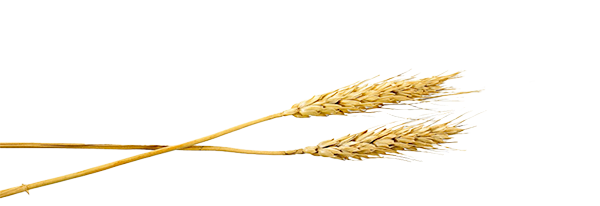 Jobs bei Bäckerei Trenker